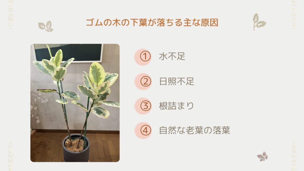 ゴムの木の下葉が黄色くなって落葉している様子
