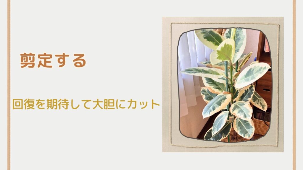 ゴムの木の剪定前の姿（幹だけ伸びてバランスが悪い状態）