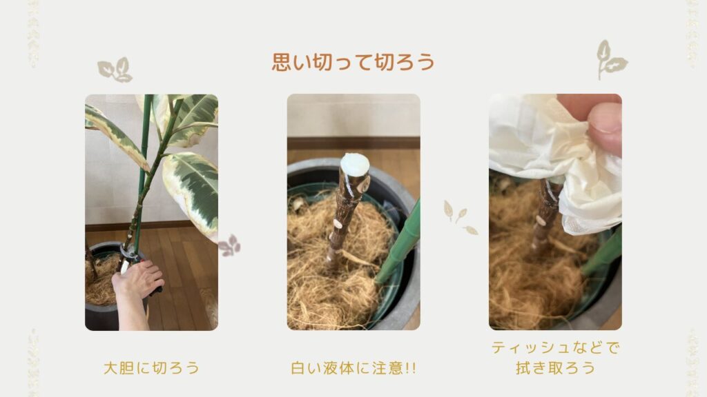 ゴムの木の剪定後の様子（切り口をティッシュで押さえている）