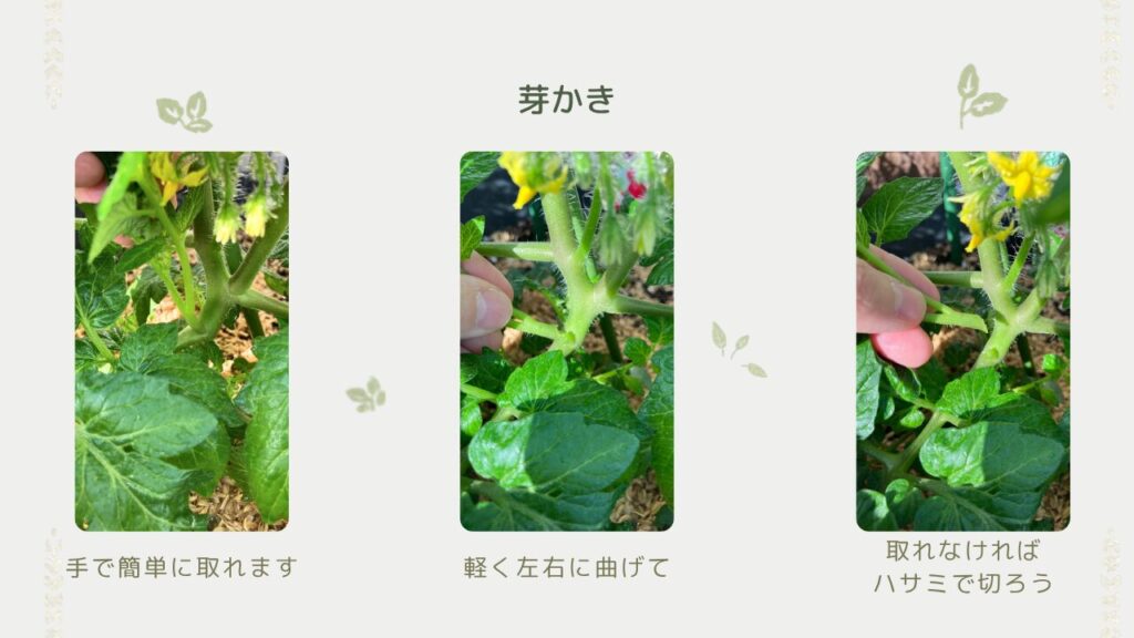 芽かきの様子