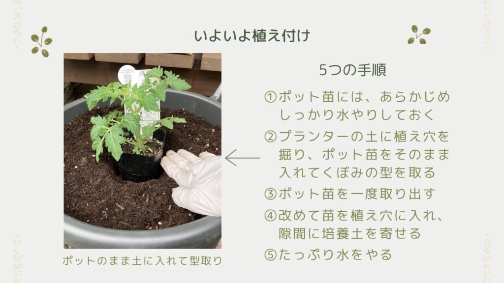 ミニトマト「あまたん」の植え付け手順の説明