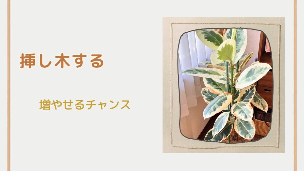 剪定したゴムの木の枝を挿し木用に準備している様子