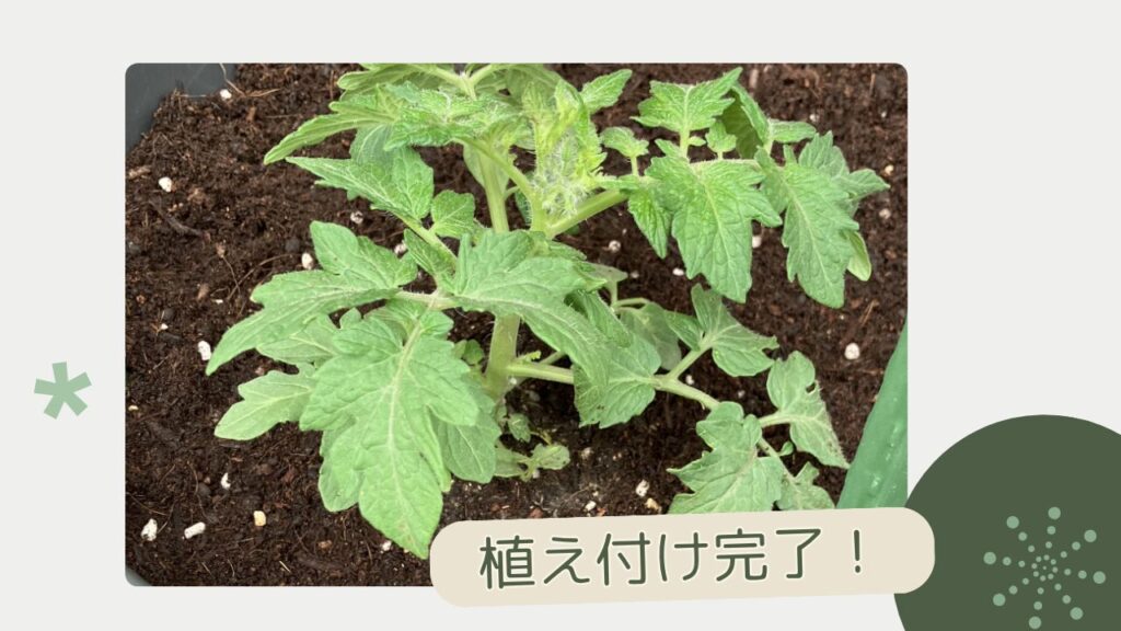 ミニトマト「あまたん」の苗をプランターに植え付け、水やりを終えた完成状態