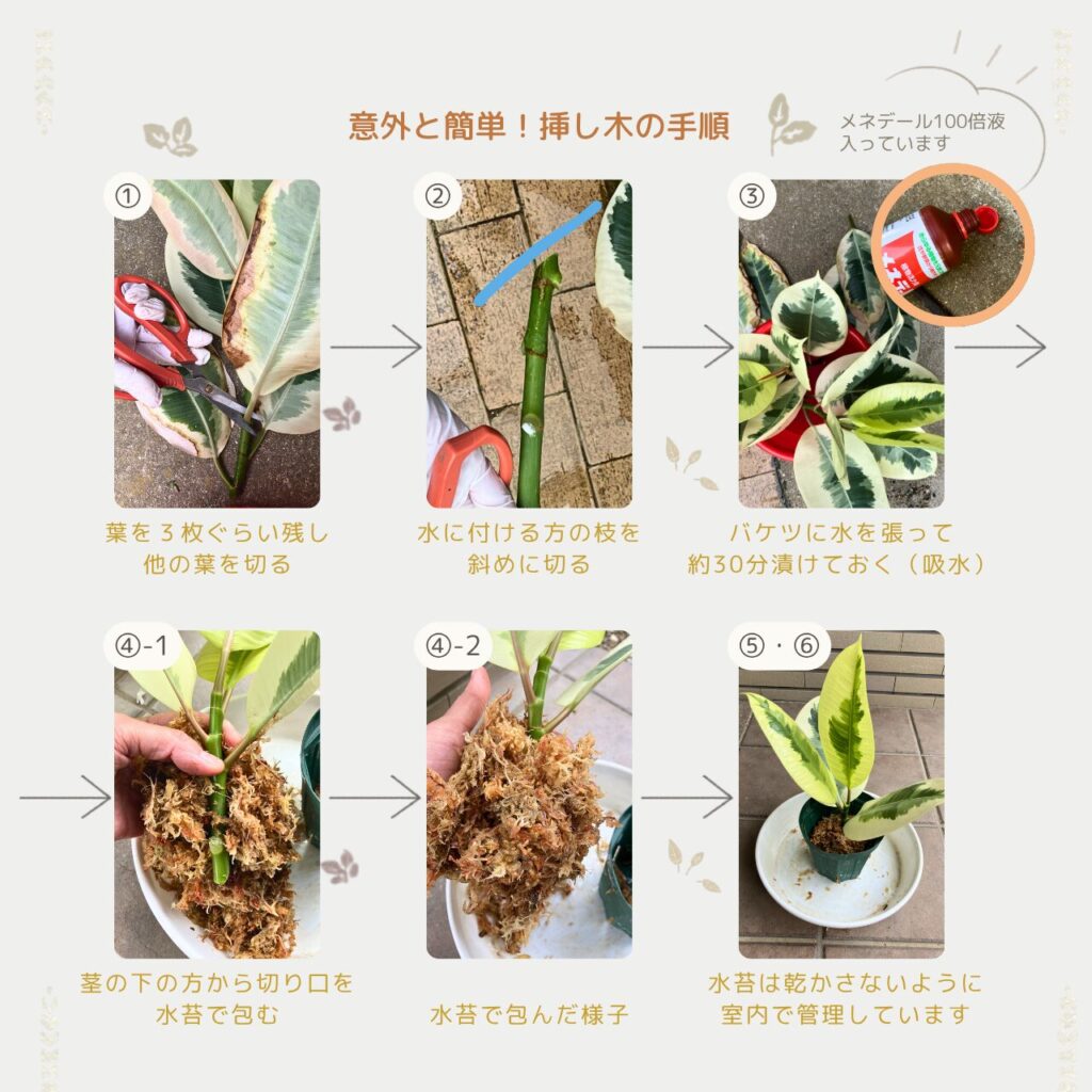 水苔でゴムの木の挿し木を行っている手順