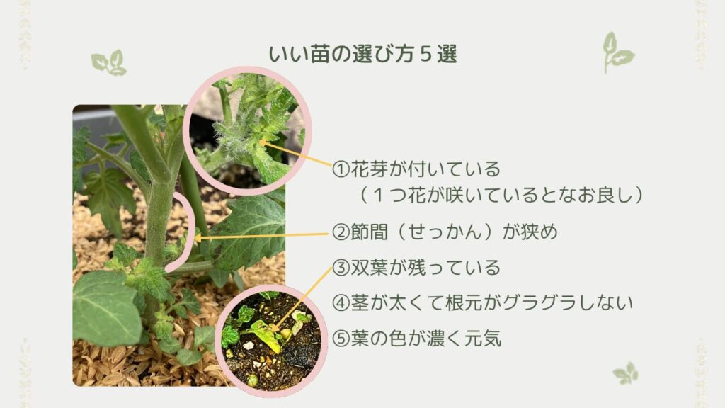 いい苗の選び方5選の詳細