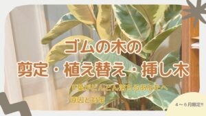 ゴムの木の剪定・植え替え・挿し木に挑戦した体験記録