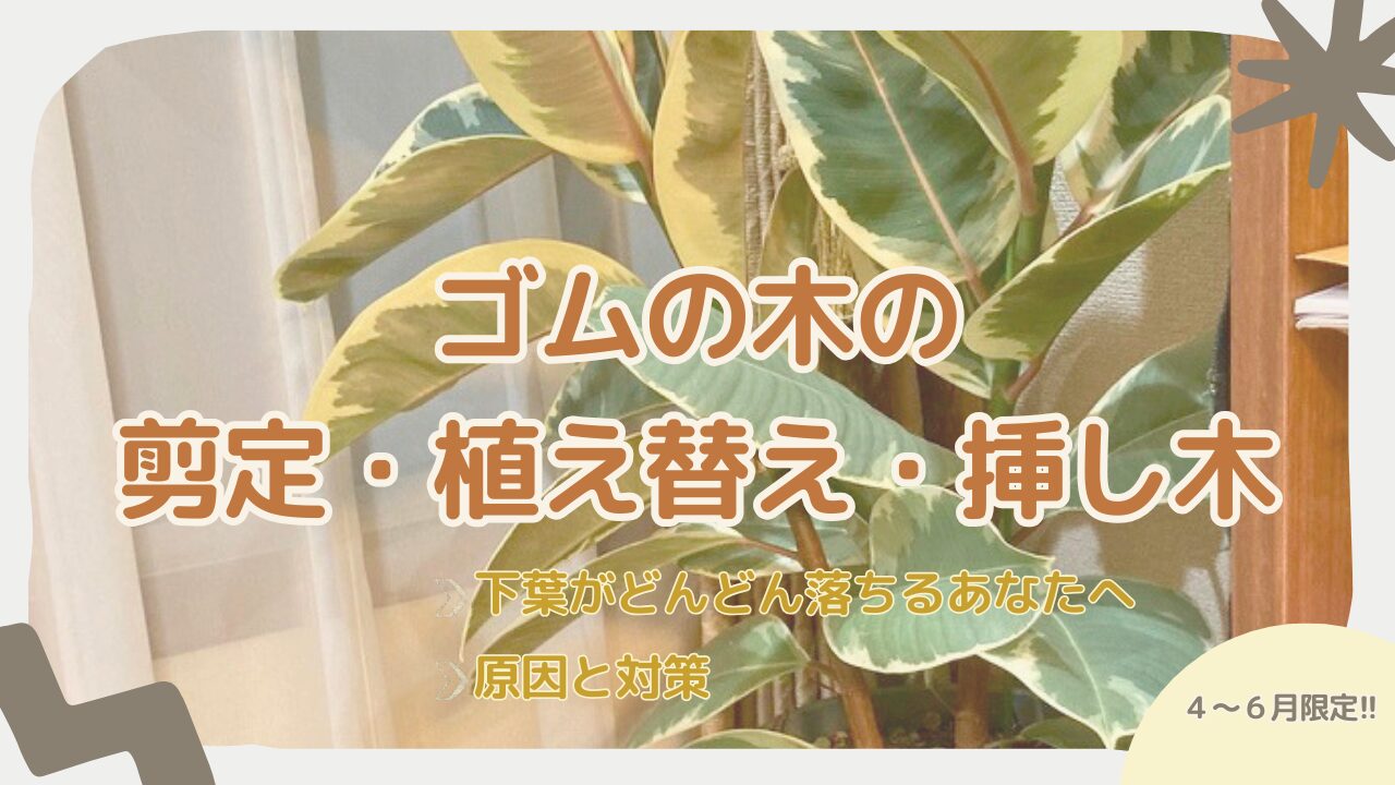 ゴムの木の剪定・植え替え・挿し木に挑戦した体験記録