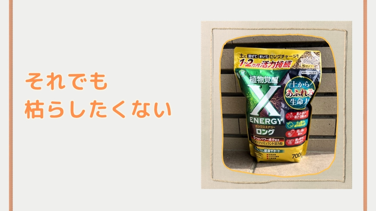 それでも枯らしたくない