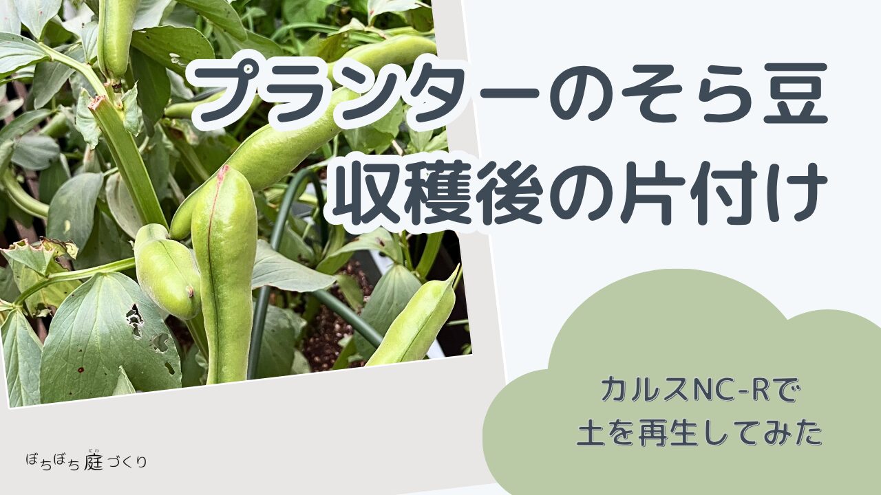 プランターのそら豆 収穫後の片付け カルスNC-Rで土を再生してみたのアイキャッチ画像