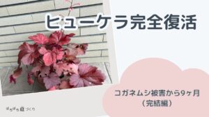 ヒューケラ完全復活 コガネムシ被害から9ヶ月 （完結編）タイトル