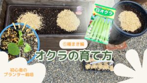 プランターで育てるやわらか白オクラ｜オクラの育て方・種まき編のアイキャッチ
