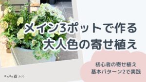 初心者の寄せ植え】メイン3ポットで作る大人色の寄せ植え｜基本パターン2に挑戦！
