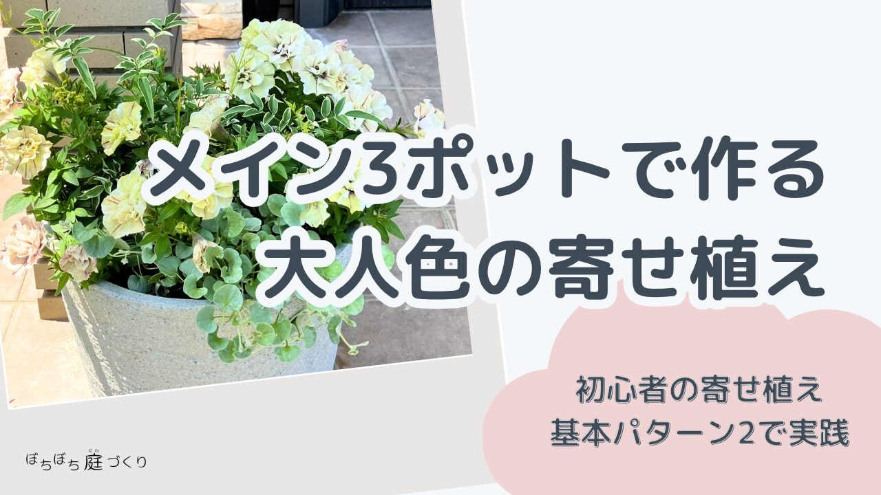 初心者の寄せ植え】メイン3ポットで作る大人色の寄せ植え｜基本パターン2に挑戦！