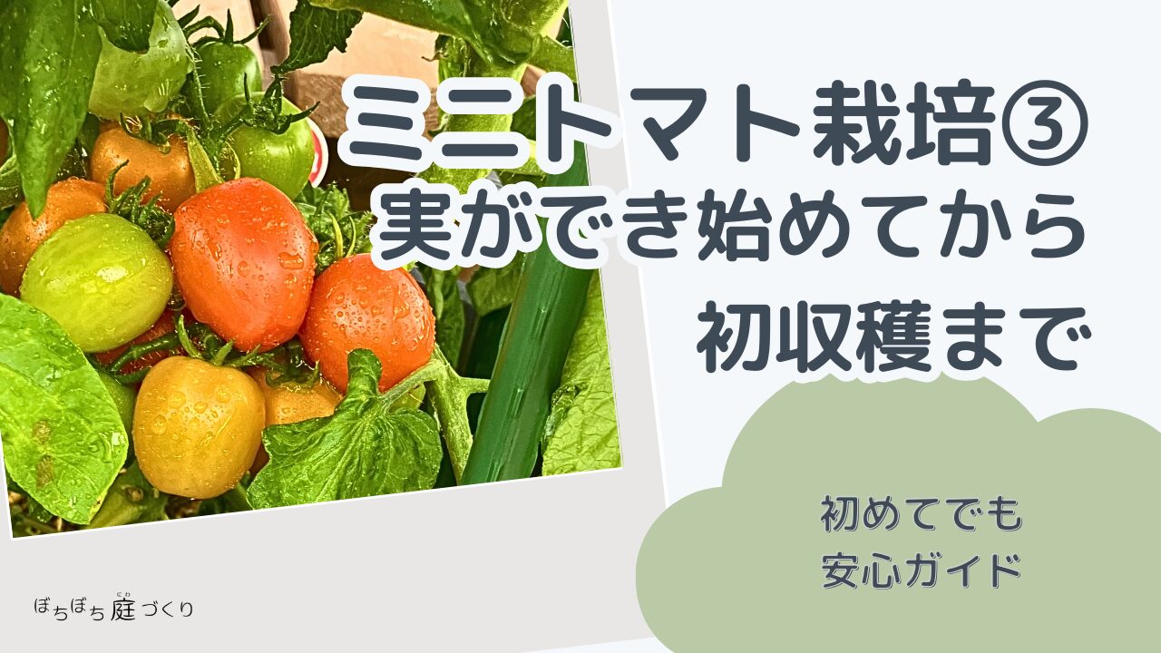 「ミニトマト栽培③ 実ができ始めてから初収穫まで」のアイキャッチ画像