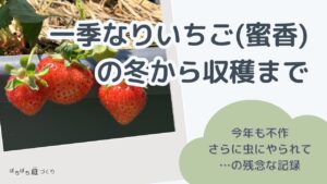 一季なりいちご（蜜香）の冬から収穫まで（今年も不作、さらに虫にやられて…の残念な記録）