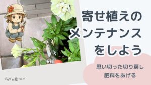 寄せ植えのメンテナンスをしよう（思い切った切り戻し・肥料をあげる）