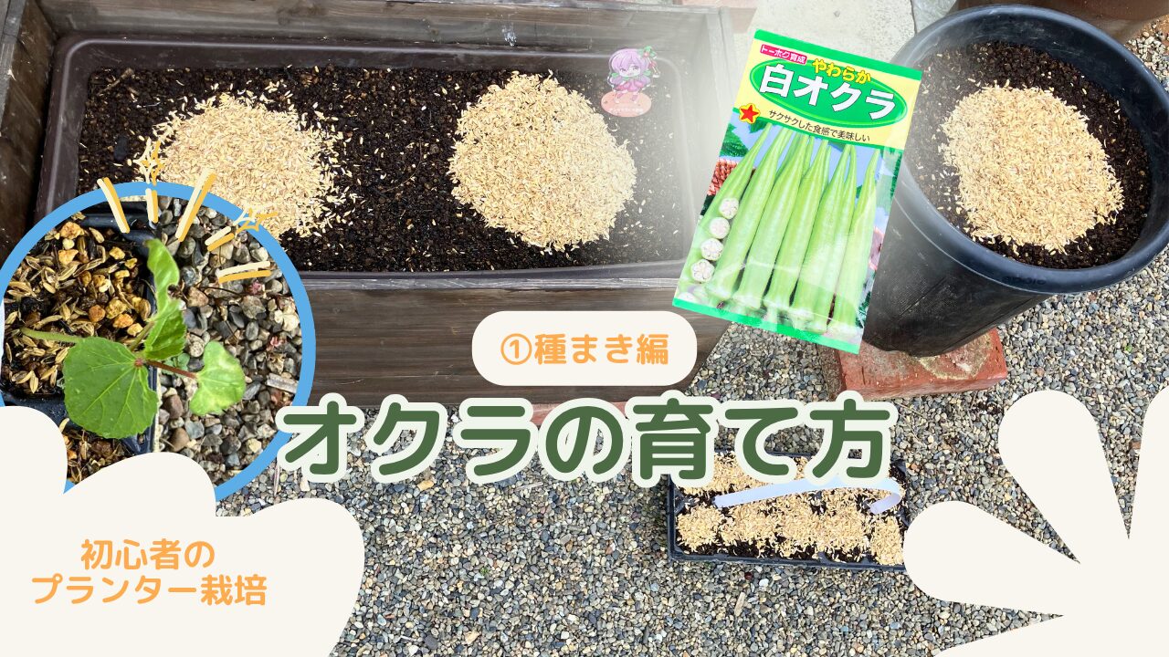 プランターで育てるやわらか白オクラ｜オクラの育て方・種まき編のアイキャッチ