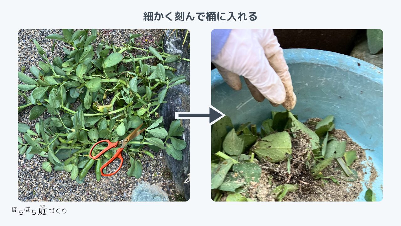 そら豆の株をハサミで細かく刻んで桶に入れる