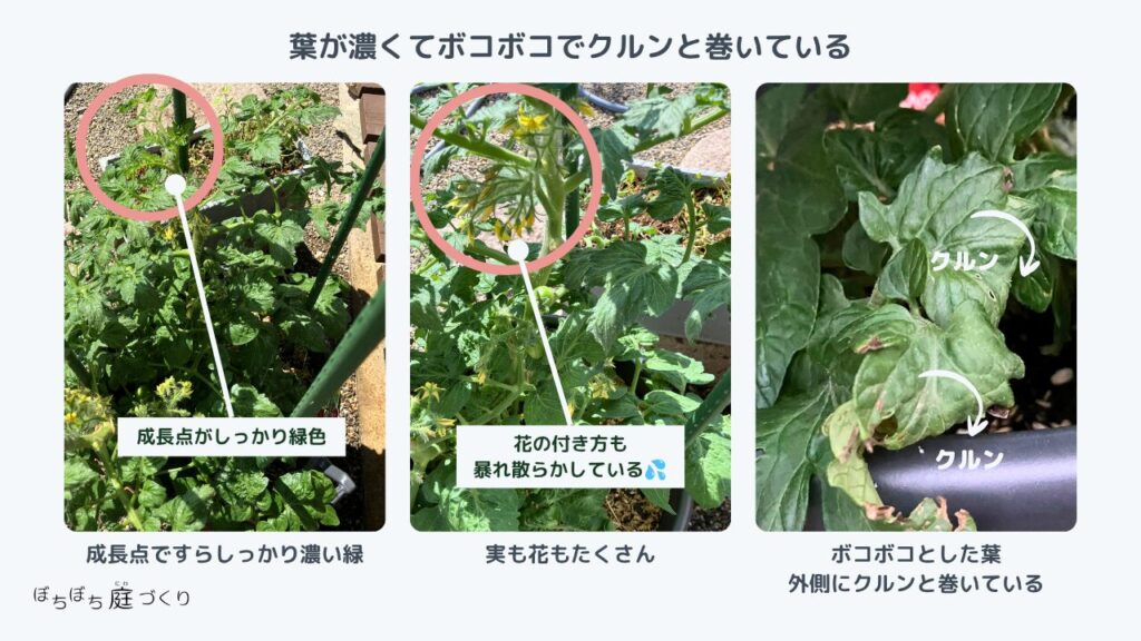 肥料が効きすぎて葉が外にそり返ったミニトマトの苗