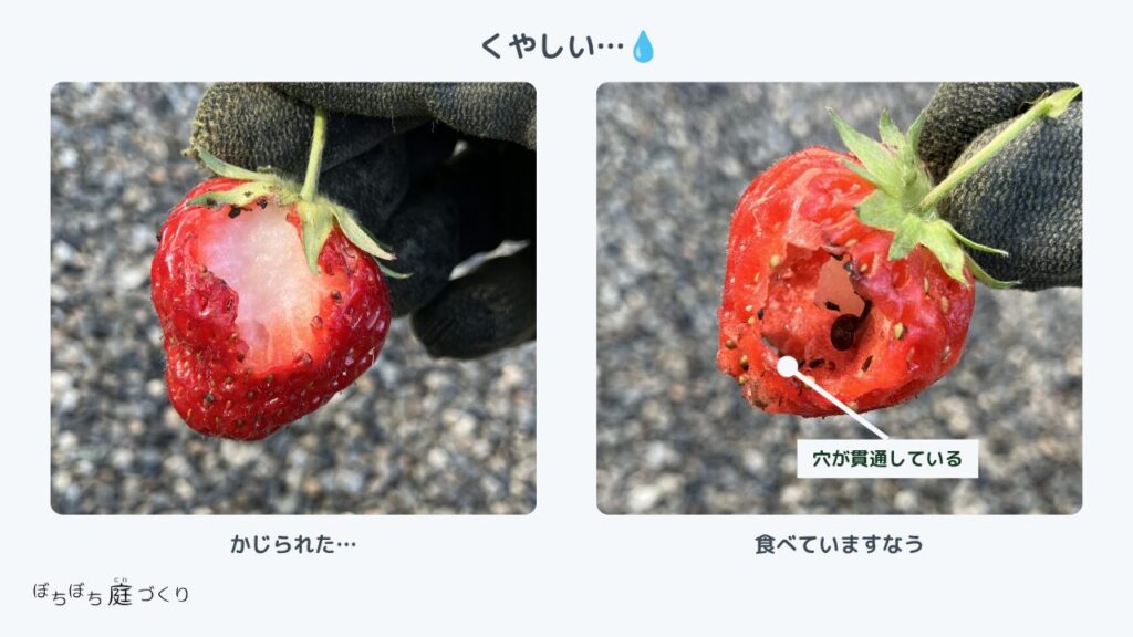 虫にかじられたイチゴの実