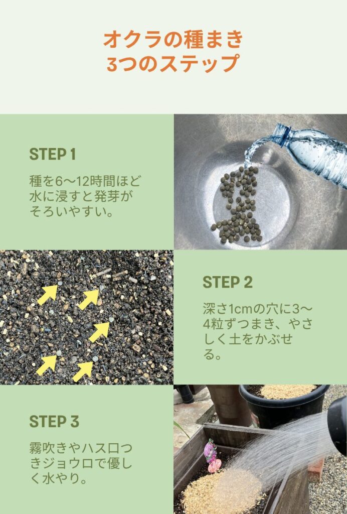 オクラの種まき３つのステップ