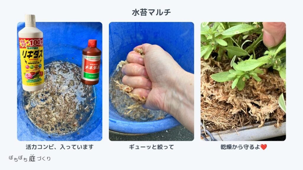 表面を水苔で覆って土留め（水苔マルチ）