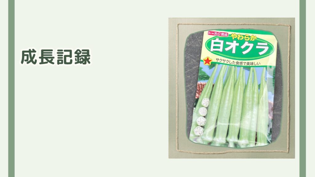 今回育てるやわらか白オクラの種袋