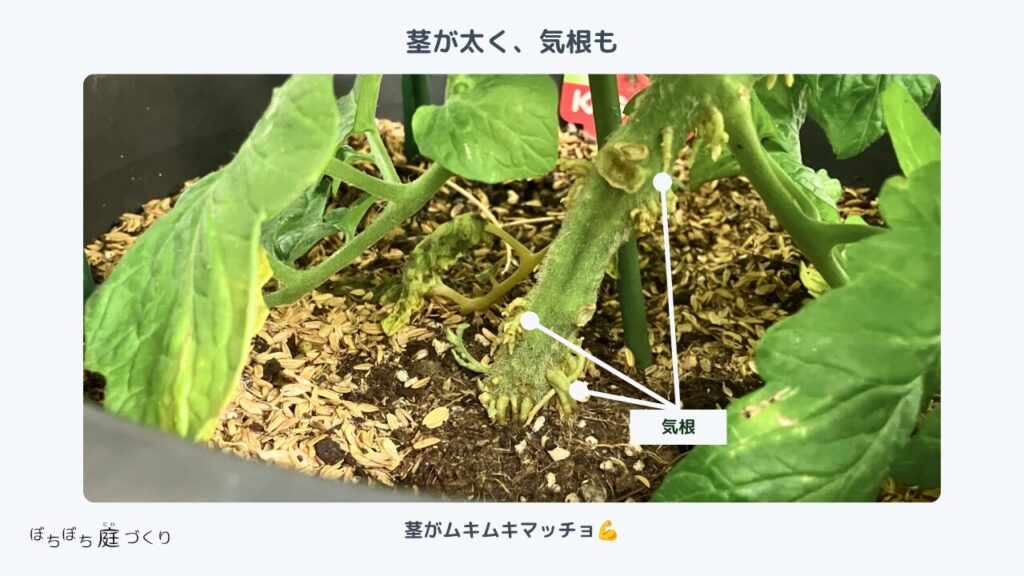 茎がゴツゴツして太く、気根が出ているミニトマトの苗