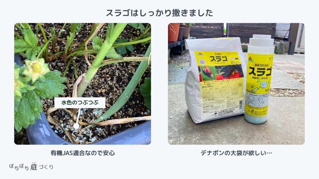 スラゴと、スラゴをいちごの株元に撒いた様子