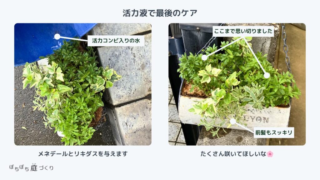 切り戻し後、リキダスとメネデールの活力液で最後のケア