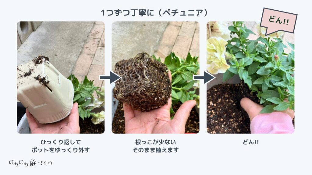 ペチュニアの植え付け