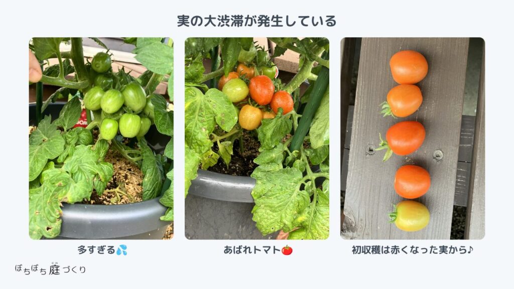 ミニトマトの房の中で実が渋滞していたので、赤くなった実から収穫