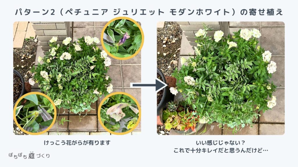 パターン2ジュリエットモダンホワイトの寄せ植え。けっこう花がらがある状態