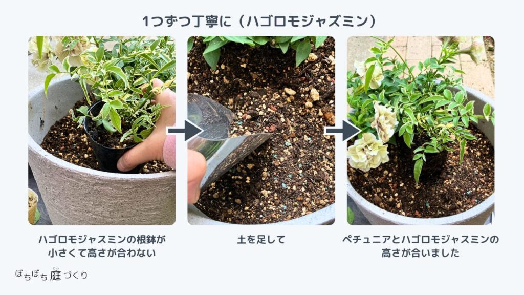 ハゴロモジャスミンの根鉢の処理