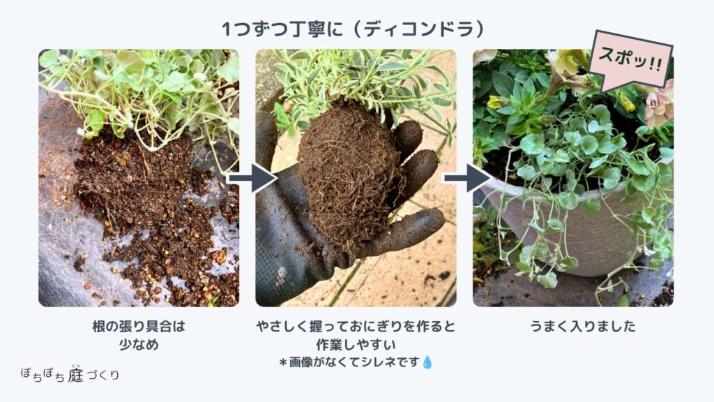 ディコンドラの根鉢の処理