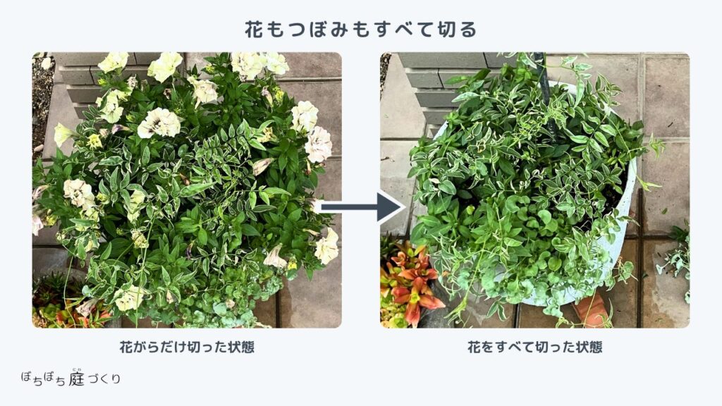 花もつぼみもすべて切って、長さ10cmまで切り戻した状態