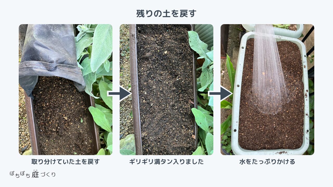 プランターに残りの土を戻して水をたっぷりかける