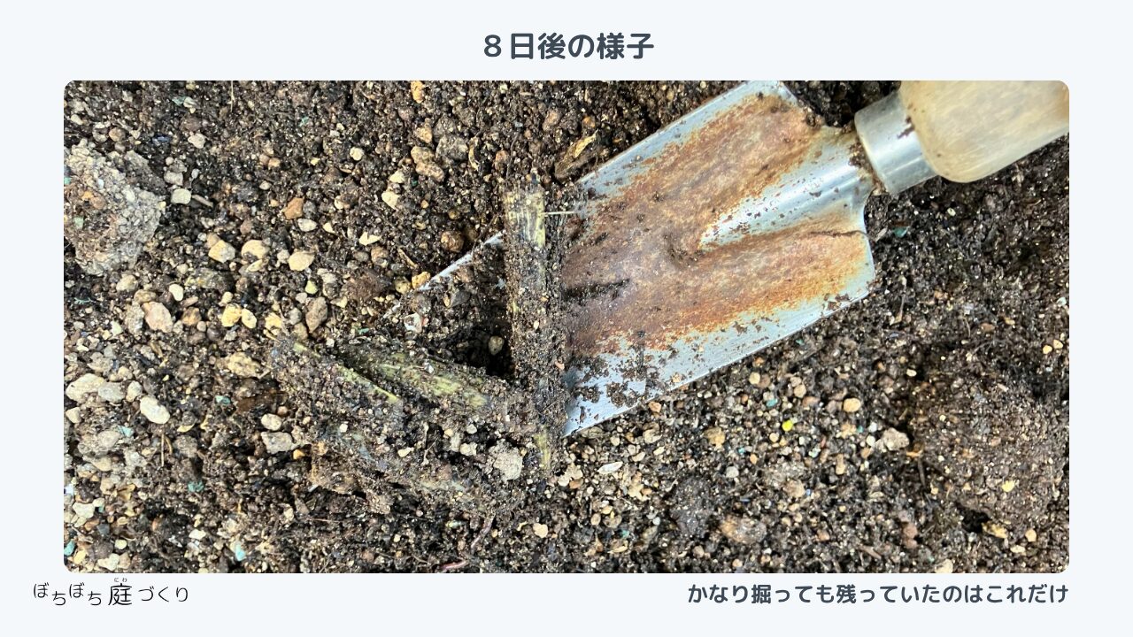 そら豆の残渣をすき込んで8日後のプランターの様子 残っているのはこれだけ