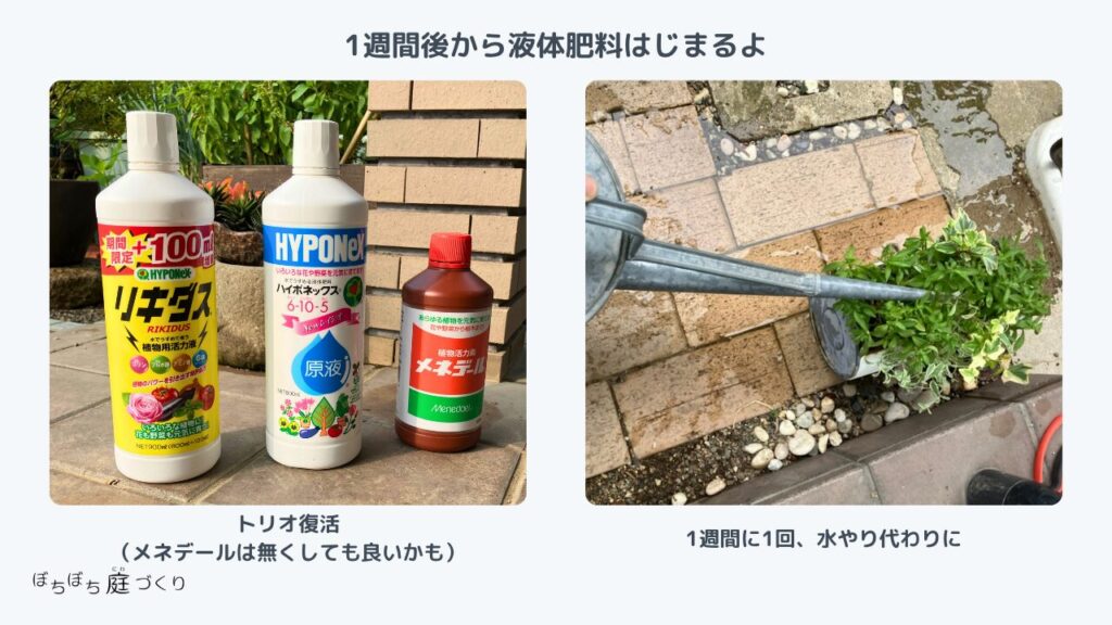 1週間後からハイポネックス原液などの液体肥料をあげる