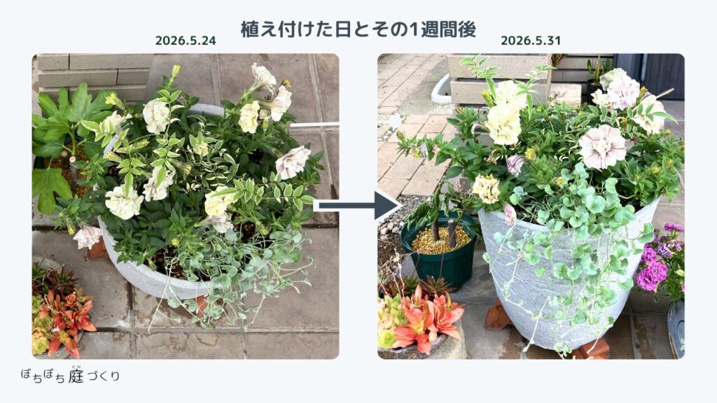 植え付けた日とその1週間後の比較