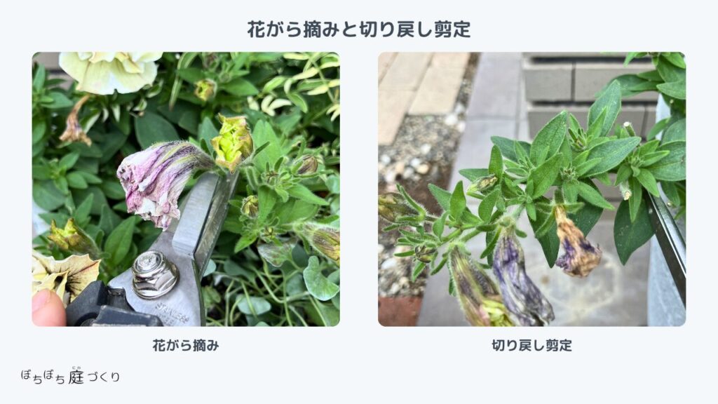 花がら摘みと切り戻し剪定