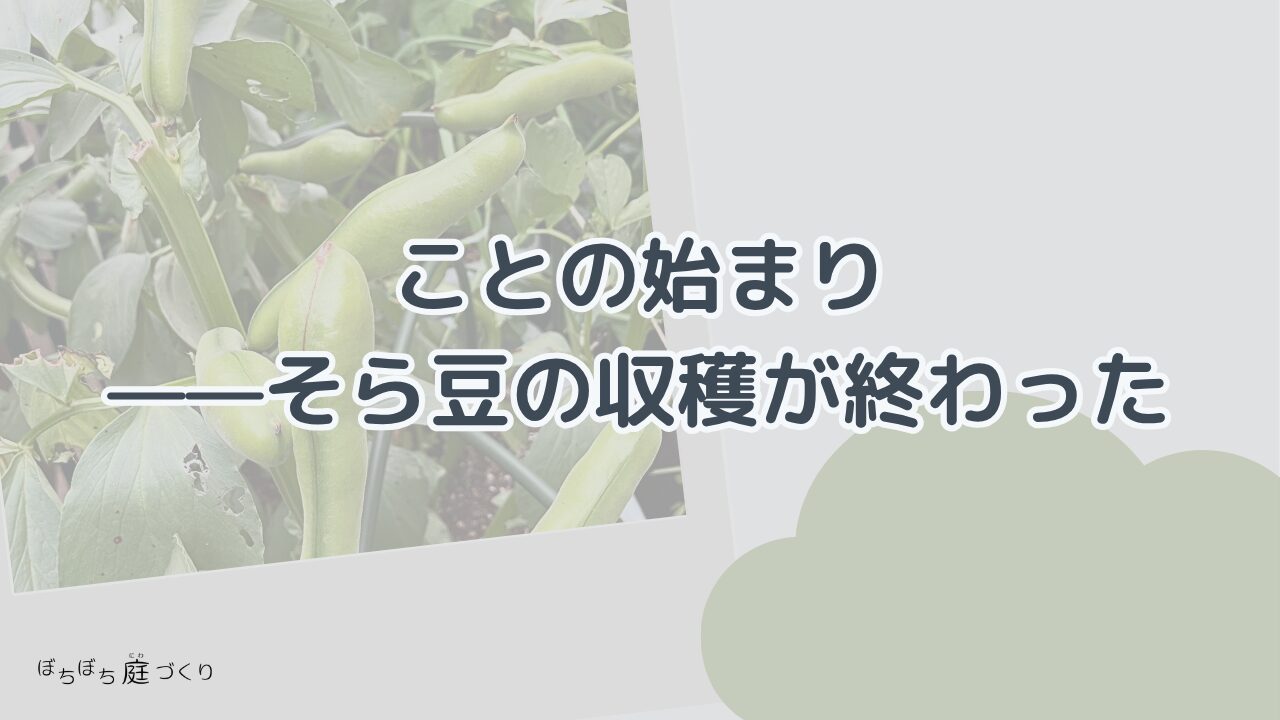 ことの始まり〜そら豆の収穫が終わったの見出し画像