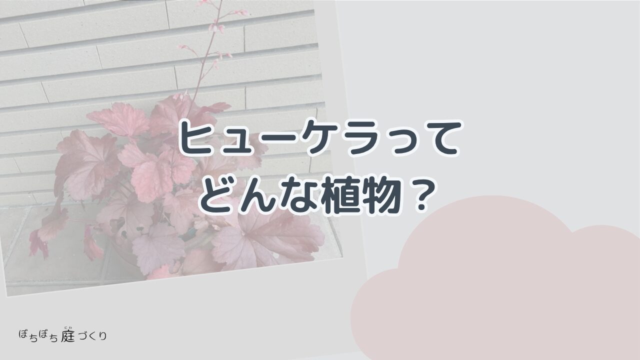 ヒューケラってどんな植物？