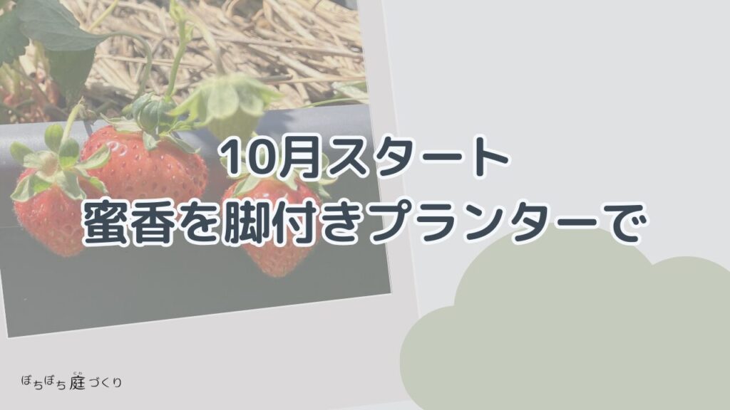 10月スタート、蜜香を脚付きランターで