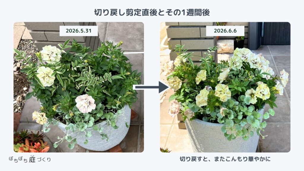 切り戻し剪定直後とその1週間後の比較