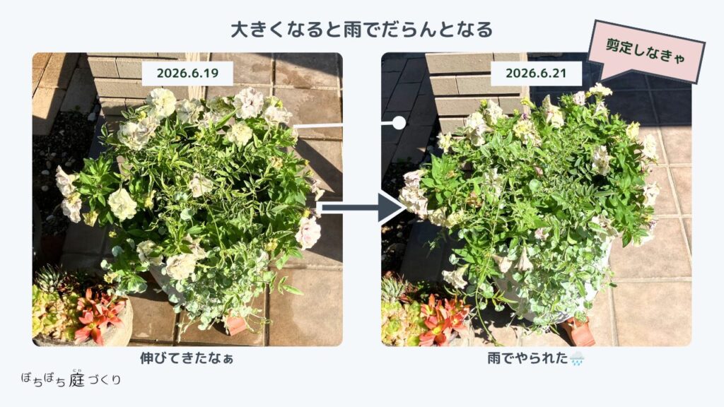 大きくさだった寄植えが雨の後ダランとなった株姿
