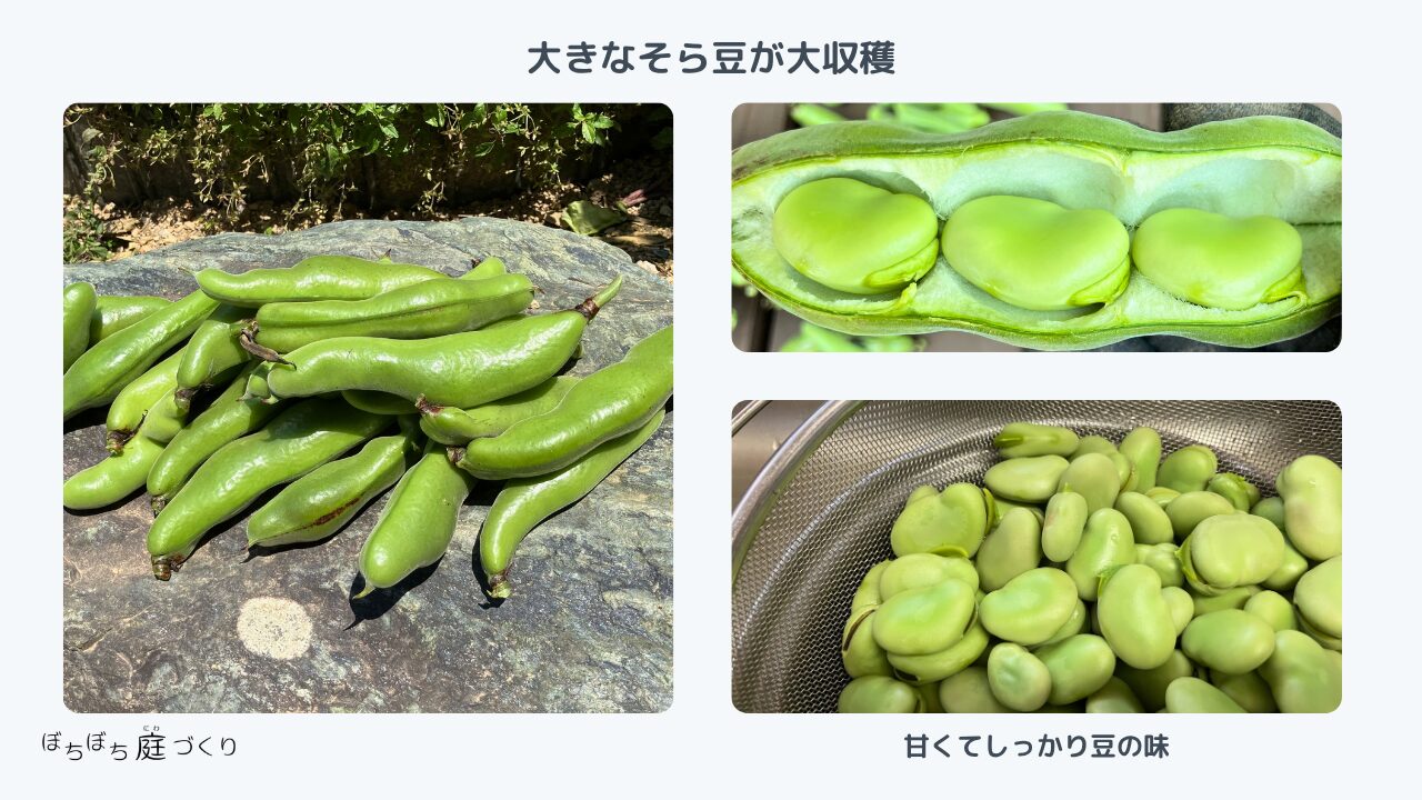 大きなそら豆が大収穫 甘くてしっかり豆の味でおいしかった