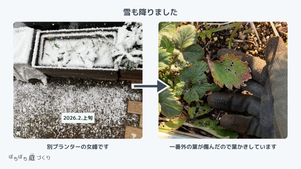 雪が積もったいちごのプランター。葉は傷んだが、葉かきをすると大丈夫。