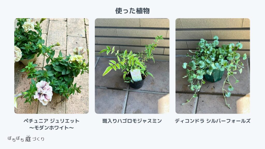 ペチュニア ジュリエット〜モダンホワイト〜
斑入りハゴロモジャスミン
ディコンドラ シルバーフォールズ