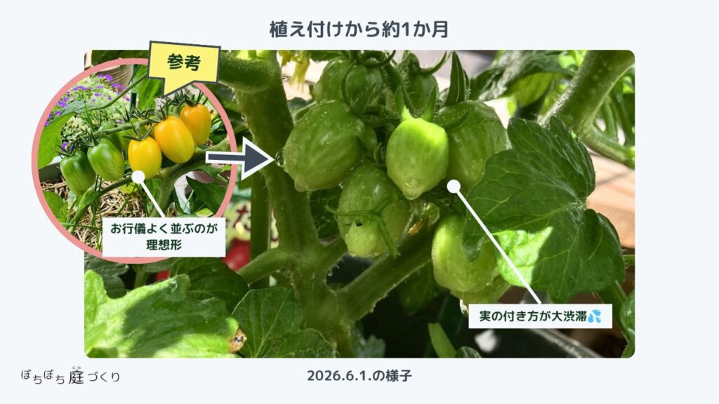 ミニトマトの実の付き方が渋滞した状態